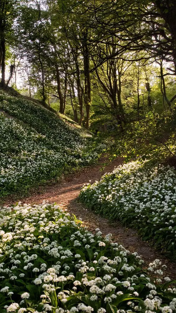 A 'clove' affair to remember