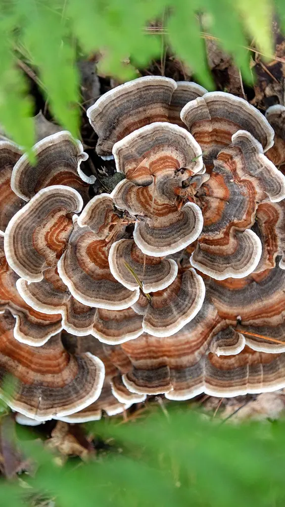 Usciresti con un fungo?