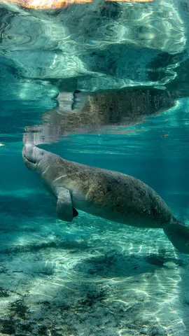 Life below the surface