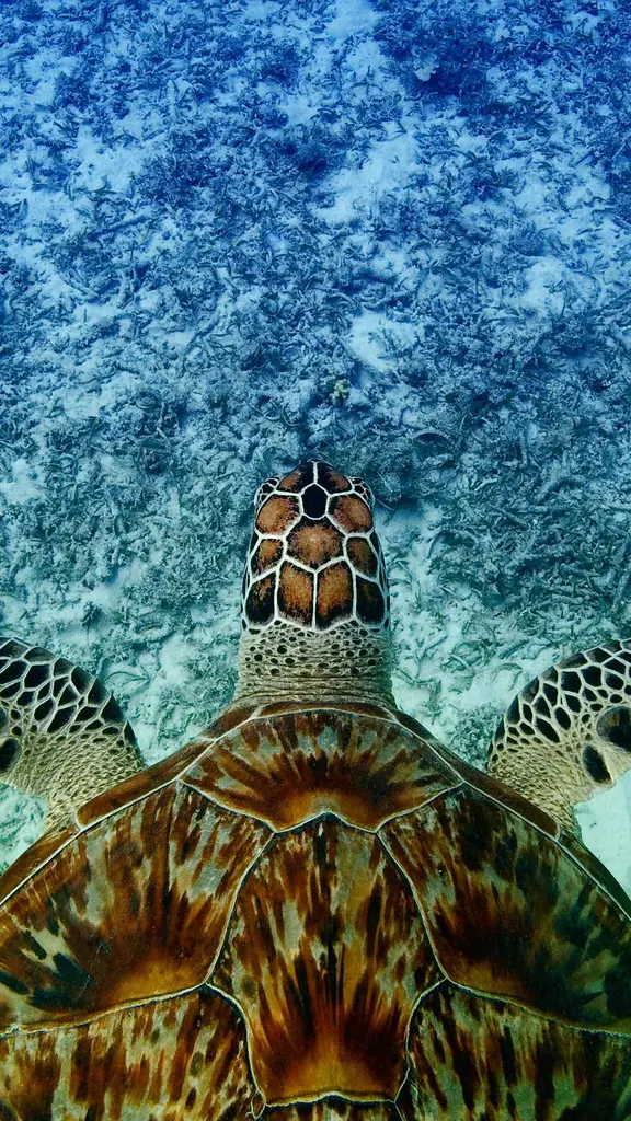 Shell-ebrating sea turtles