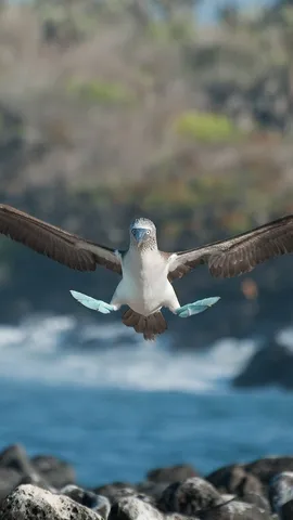 平稳着陆，双脚先行