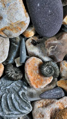 今日は「化石の日」