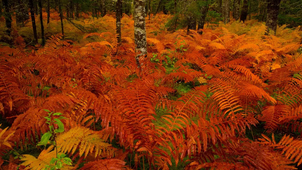 亡灵节上点缀公墓的万寿菊，墨西哥米却肯州