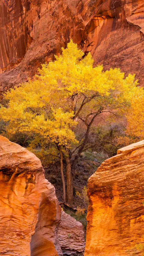 Bl&auml;tter fallen, &Auml;ste knistern, der Herbst ist da, h&ouml;ren Sie sein Gefl&uuml;ster?