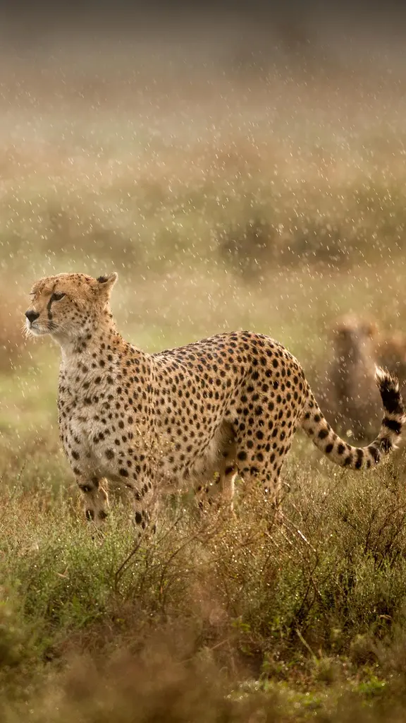 雨の中のチーター