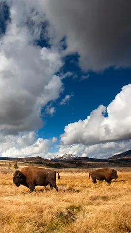 De amea&ccedil;ado de extin&ccedil;&atilde;o a s&iacute;mbolo nacional