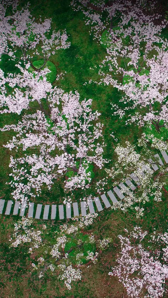 A path through the petals