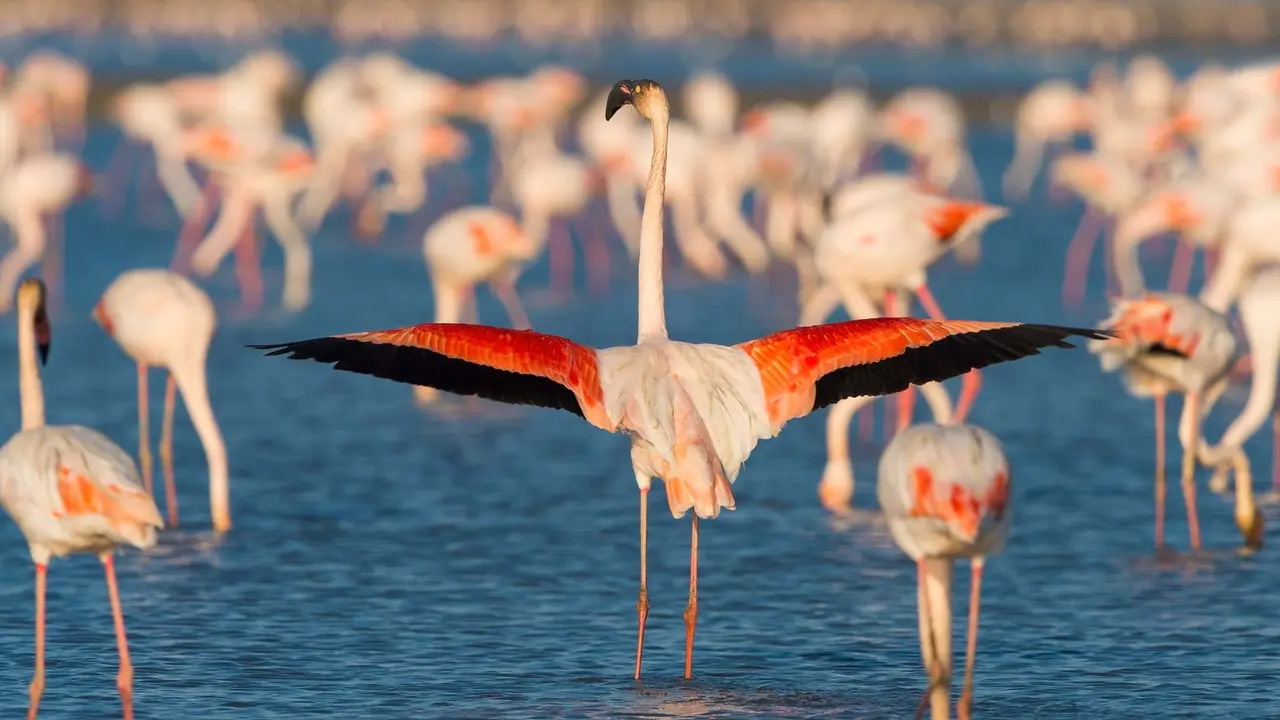 Greater flamingos, Saintes-Maries-de-la-Mer, Camargue Regional Nature Park, France