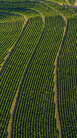 Plantando para poder colher