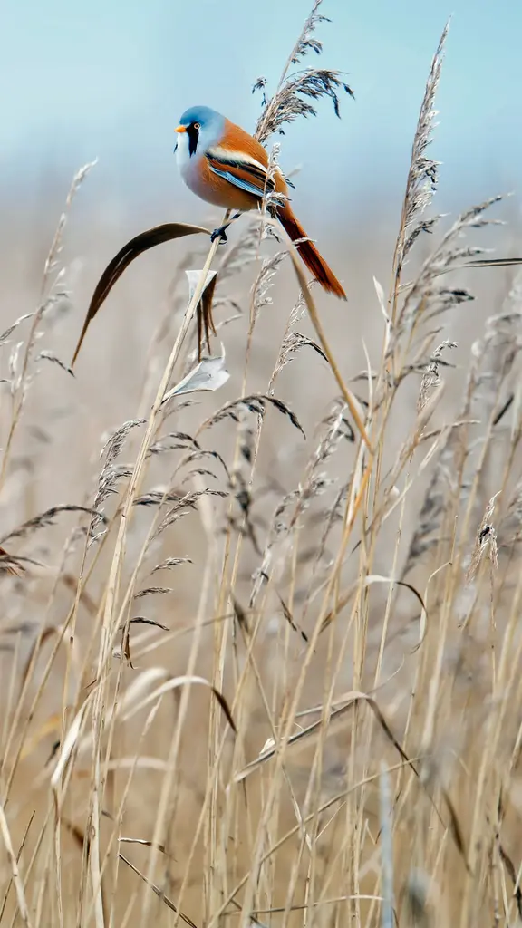 这鸟长着小胡子