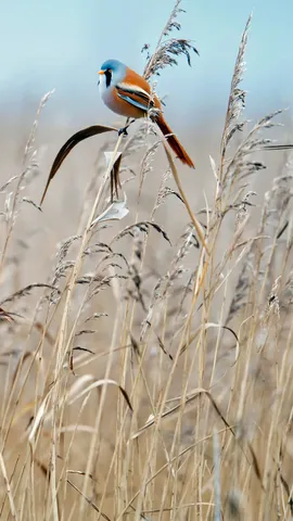 这鸟长着小胡子