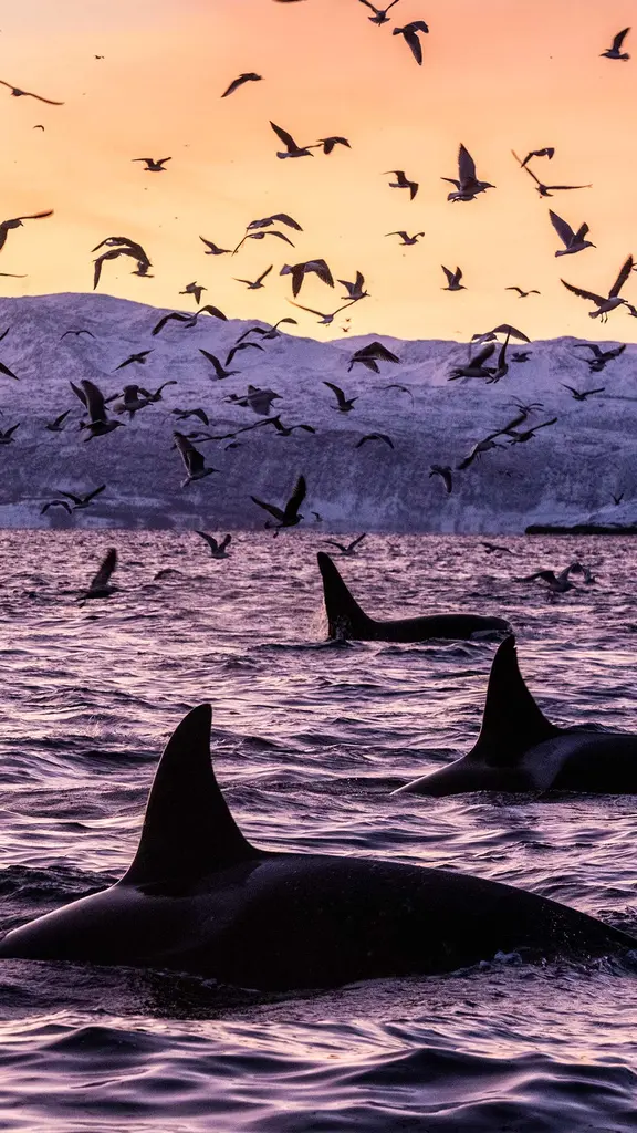 这些捕食者在做什么？