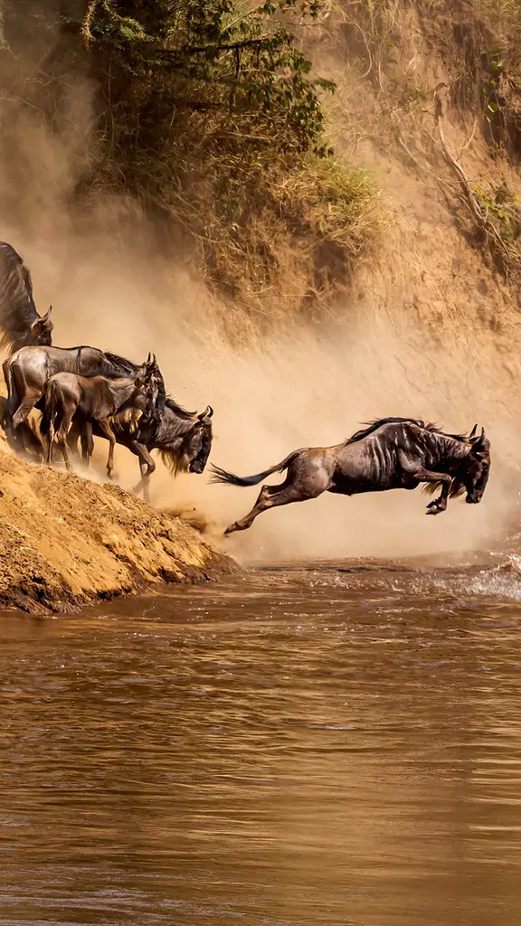 L&rsquo;odyss&eacute;e des gnous