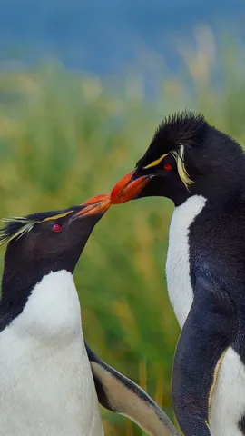 Un bacio tra pinguini
