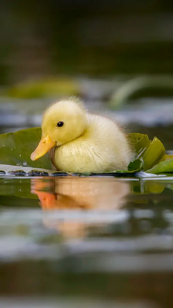 Of yellow fluff and water stuff