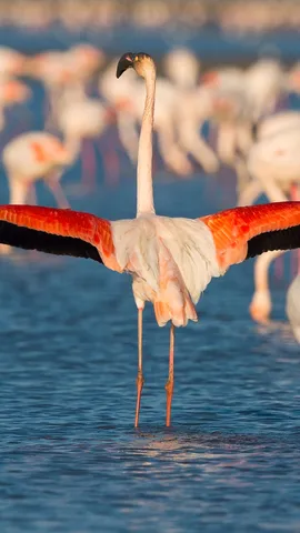 Greater flamingos, Saintes-Maries-de-la-Mer, Camargue Regional Nature Park, France