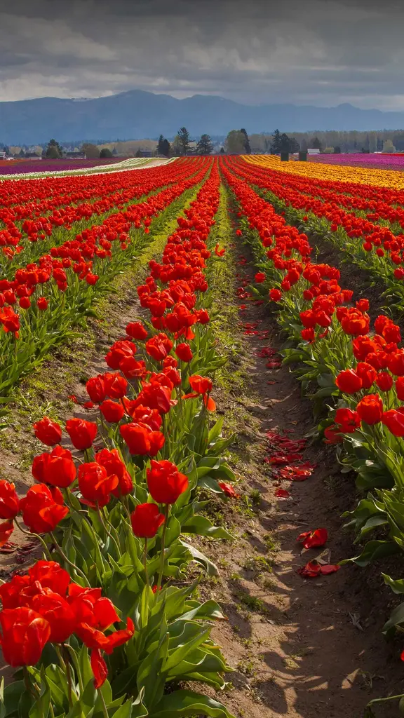 Tiptoe through the tulips