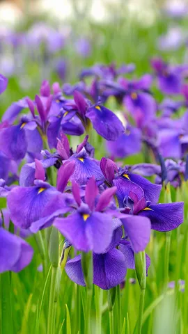 紫や白の花を咲かせる多年草