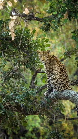 Un giocoliere con le macchie