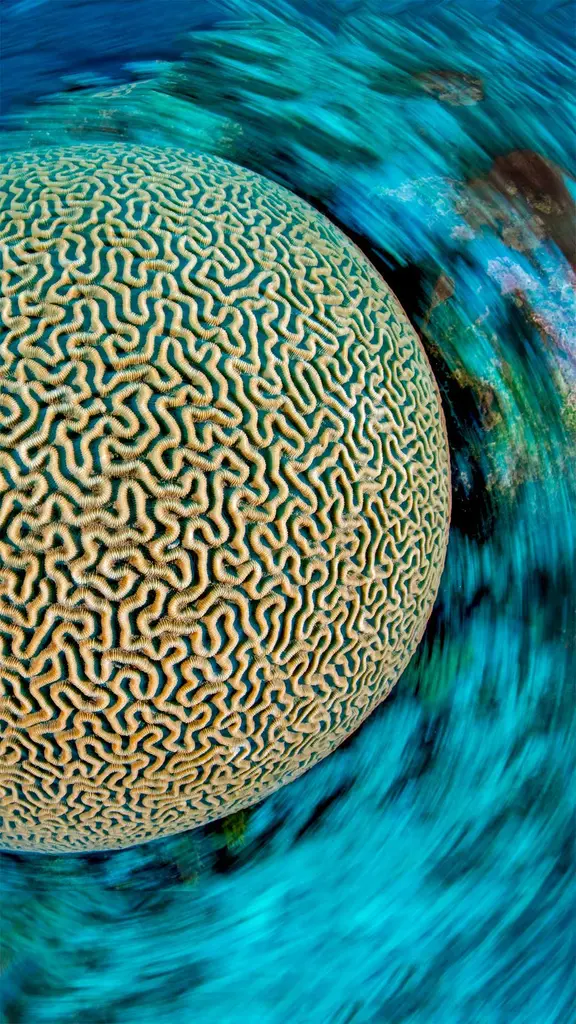 加勒比海的片脑纹珊瑚，开曼群岛