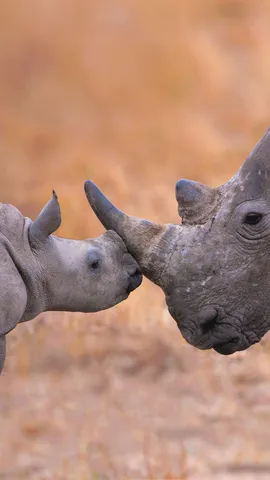 白犀牛宝宝和它的妈妈
