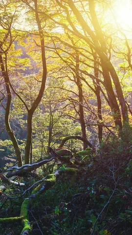 O&ugrave; se trouvent ces arbres enchev&ecirc;tr&eacute;s ?