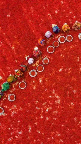 农场上晾晒的红辣椒，孟加拉国博格拉县