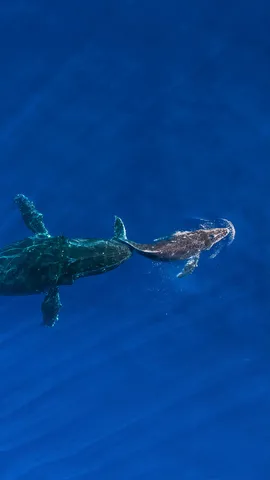 座头鲸妈妈将她熟睡的幼鲸推到水面，夏威夷毛伊岛