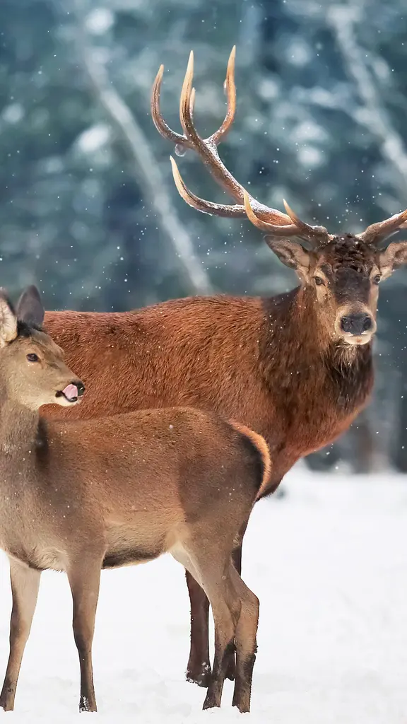 Il Segreto della Luna e delle Nevi