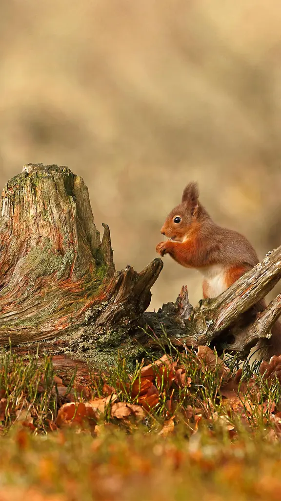 凯恩戈姆山国家公园的欧亚红松鼠，苏格兰高地