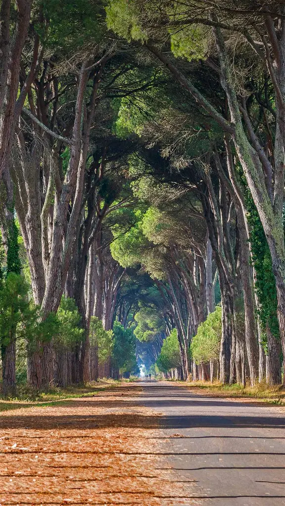 比萨不仅有斜塔