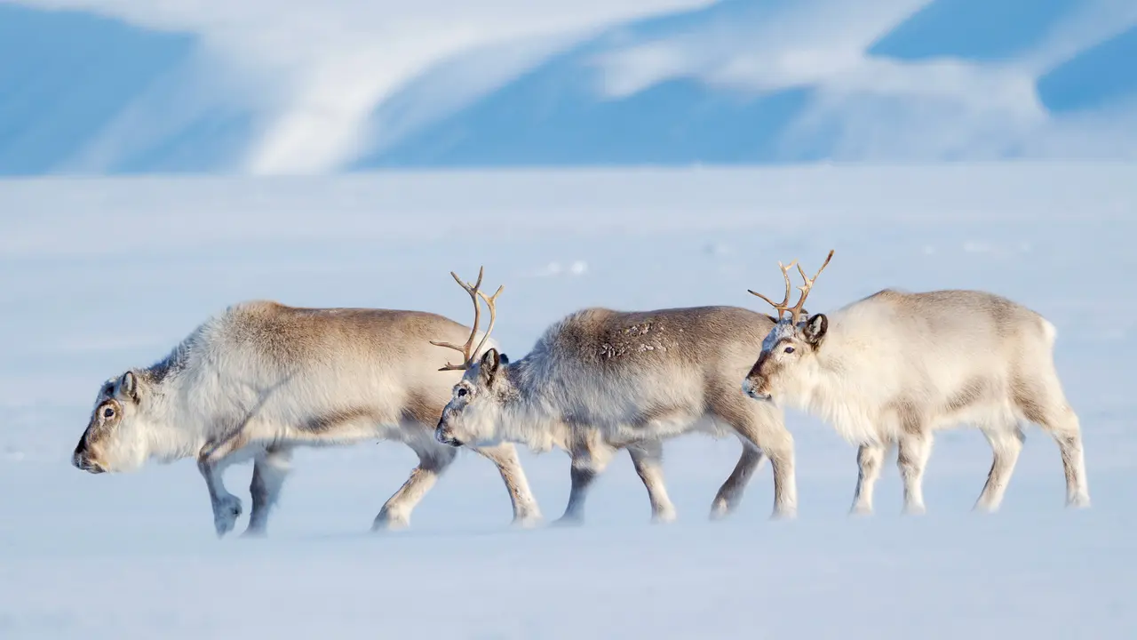 Fr&ouml;hliches Weihnachtsfest!