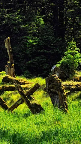 Among the cedar and spruce