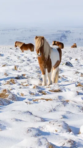这些独特的生物是什么?