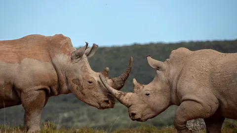 Desculpe por invadir sua festa