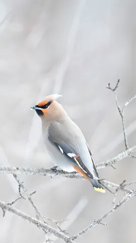 Fashionistas emplumadas