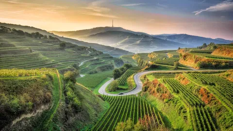 风景如画的葡萄园