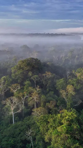 今日は世界熱帯雨林の日