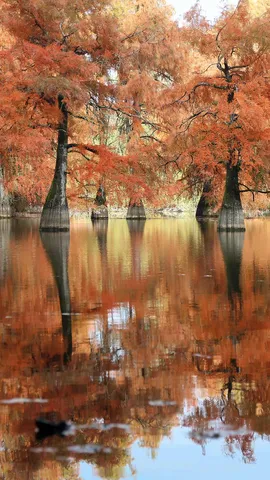 Reflets d&rsquo;automne