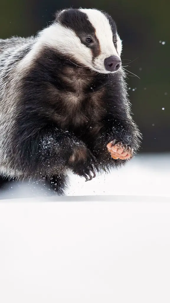 Pas si &laquo; blaireau &raquo;, le blaireau !