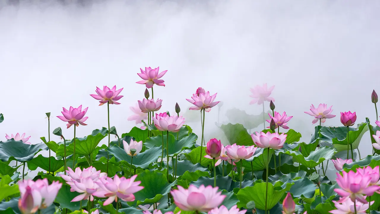 此花端合在瑶池