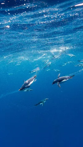 冰雪极地的马可罗尼企鹅