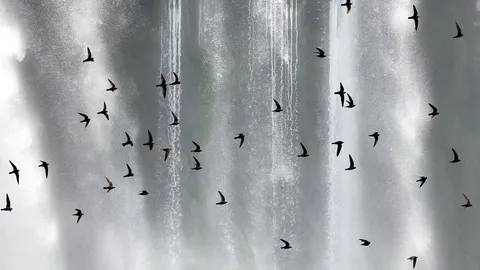 Incans&aacute;veis voadores