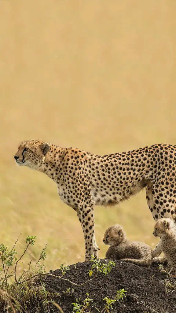 今日は国際チーターの日