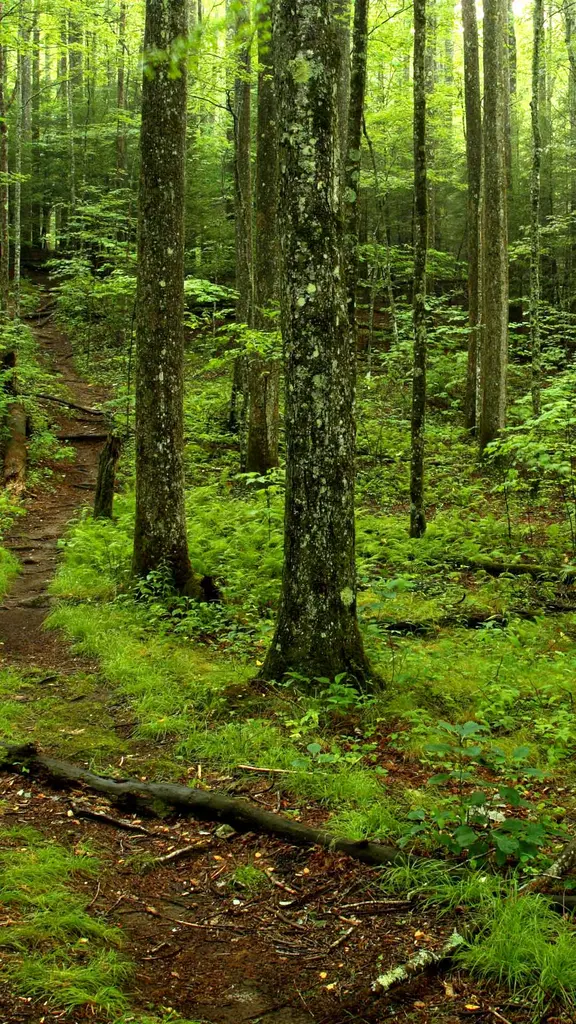 &iexcl;Verde que te quiero verde!