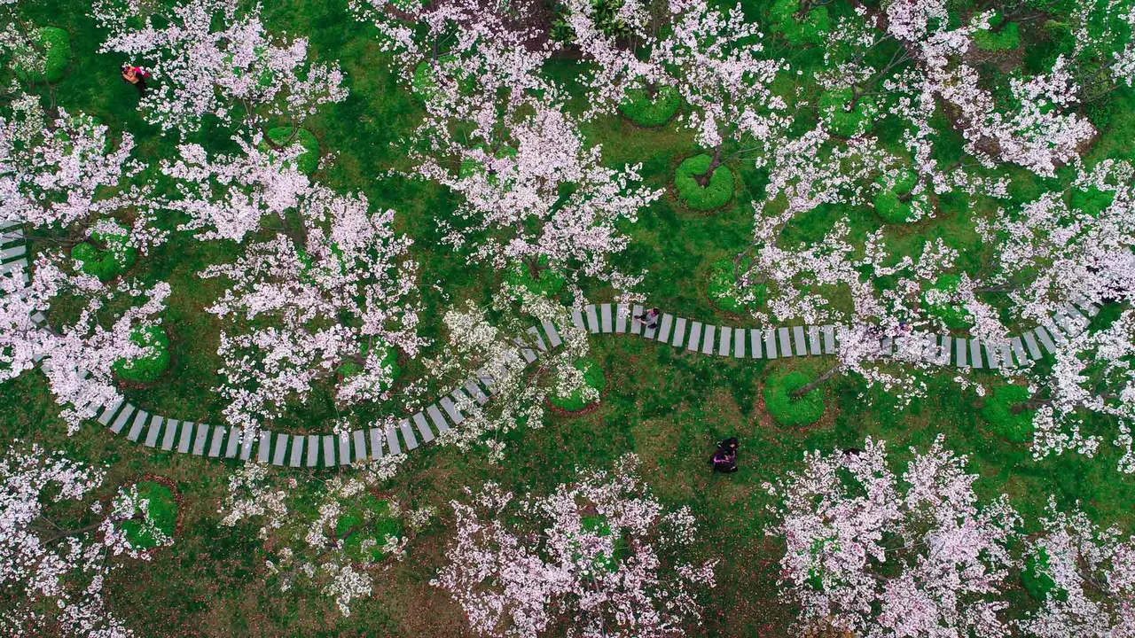A path through the petals