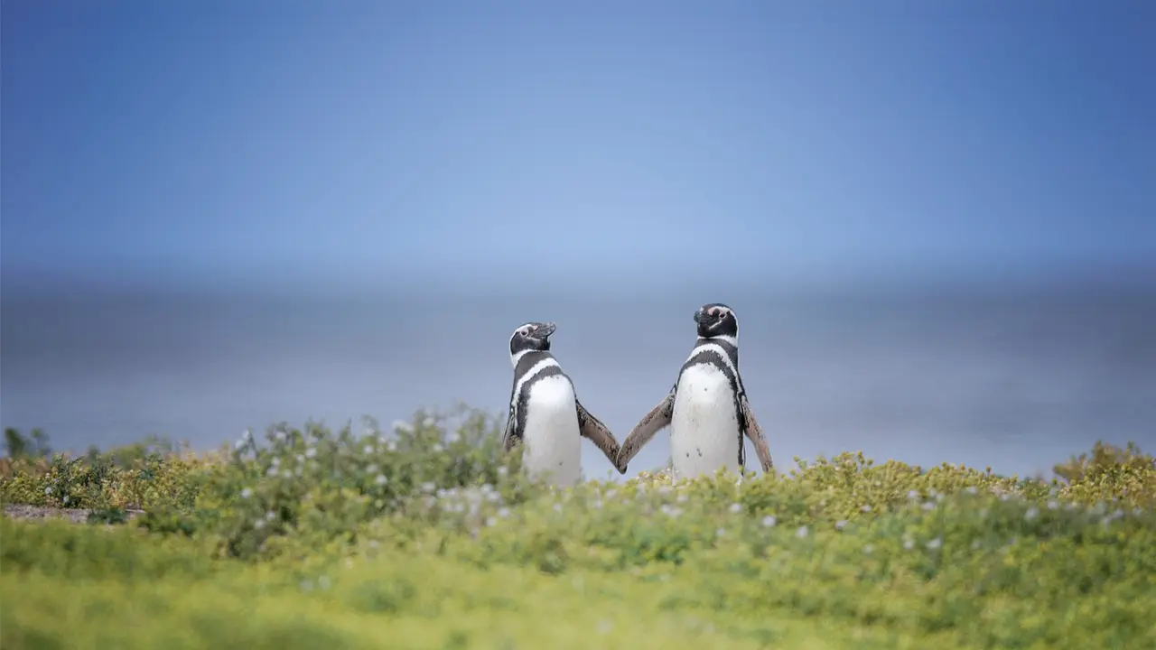 Schaut euch diese Turteltauben an!
