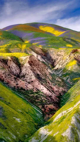 卡里佐平原国家纪念区的野花，加利福尼亚