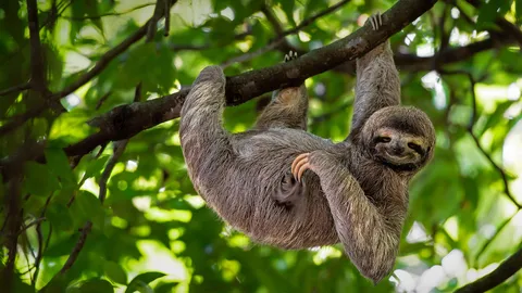 微笑的树懒,哥斯达黎加
