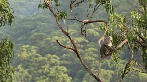 Koala in a eucalyptus tree, Great Otway National Park, Australia
